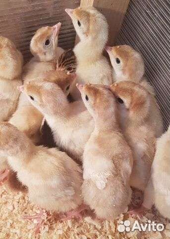 Индюшата 5 дневные