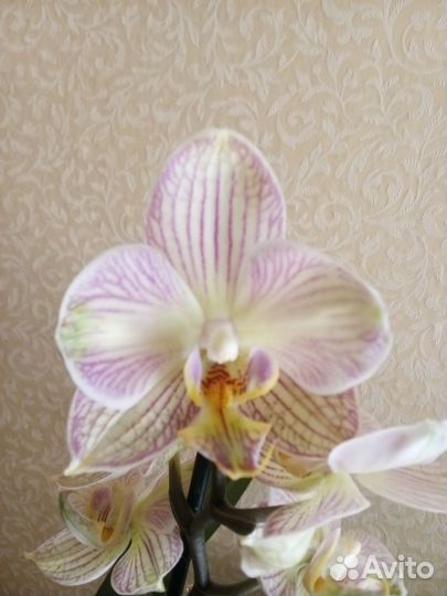 Орхидея фаленопсис бабочка