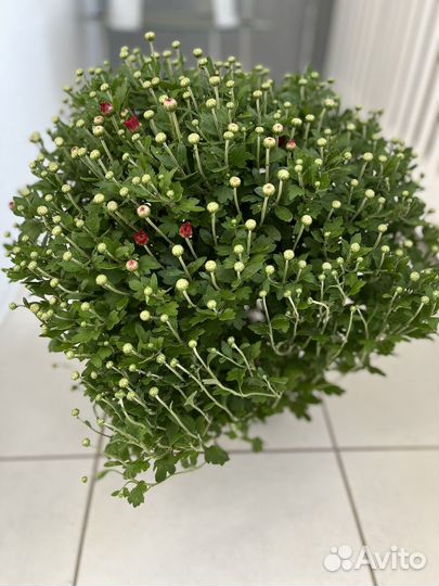 Хризантемы мультифлора