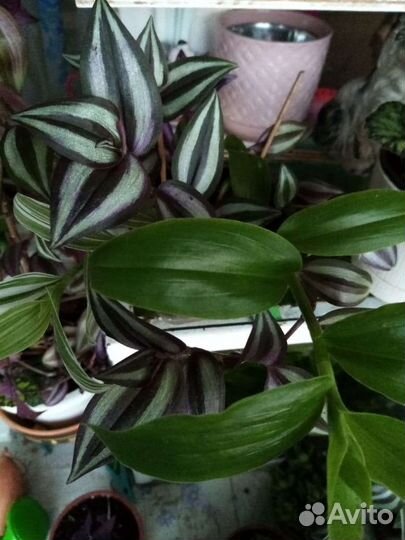 Кактусы и суккуленты