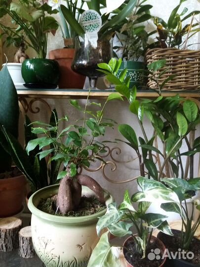 Банан зензи Сансевьерия Замиакулькас