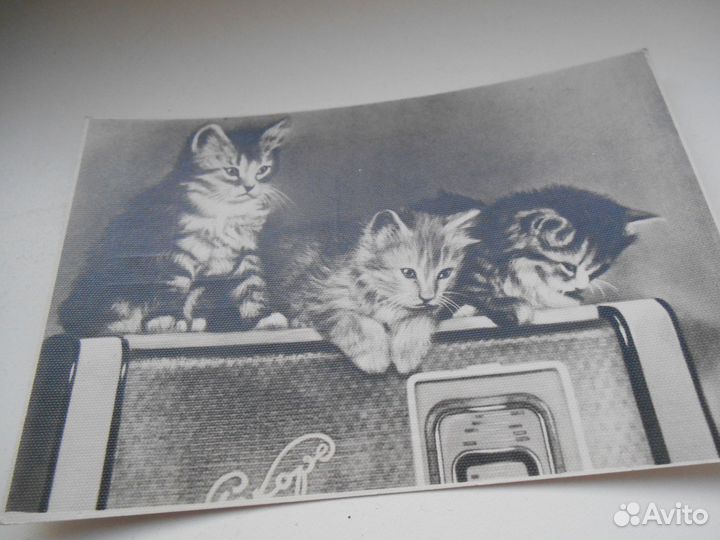 Открытки котята