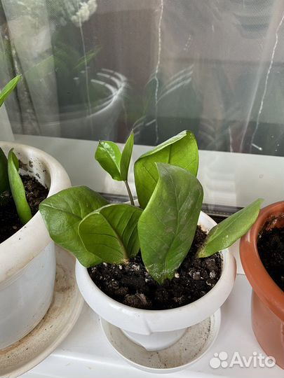 Замиокулькас