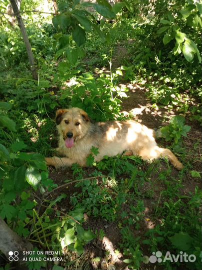 Собака в добрые руки