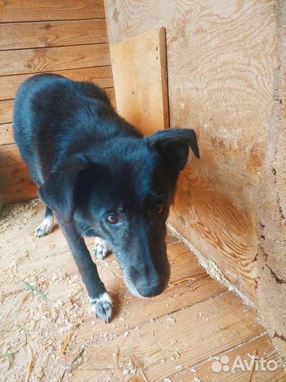 Собаке трудно жить в приюте