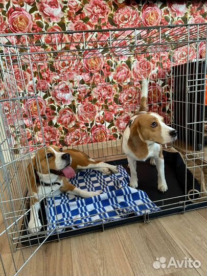 Щенки бигль