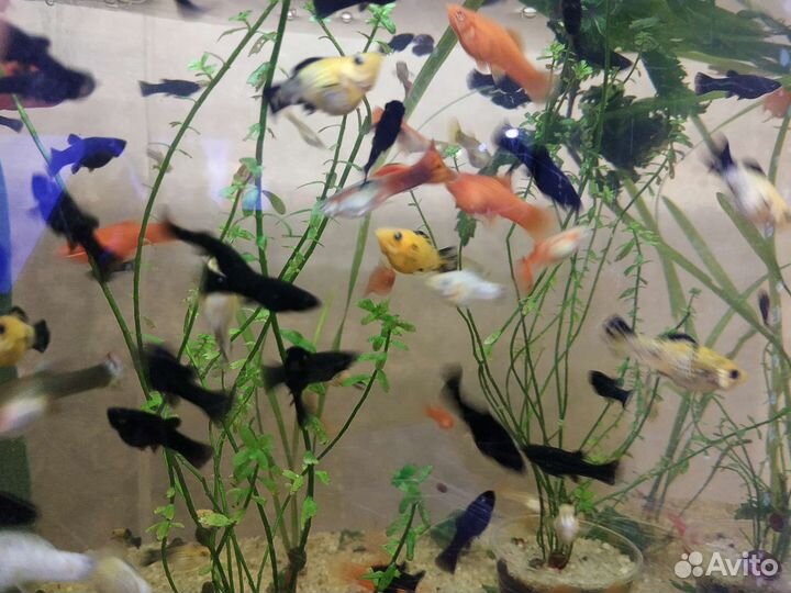 Меченосцы, молинезии,гуппи