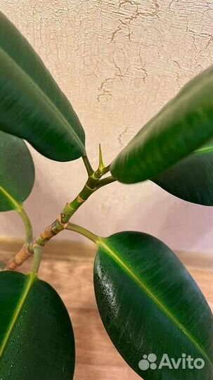 Фикус каучуконосный