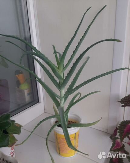 Алоэ лекарственное столетник,хлорофитумы