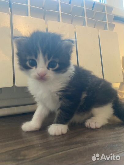 Котята