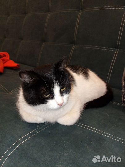 Кошки в добрые руки