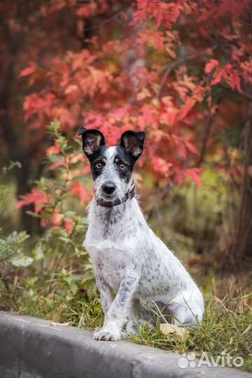 Фотограф- анималист