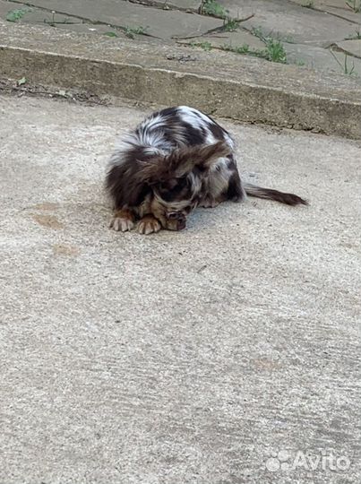 Чихуахуа яркая Масяня Мэрле