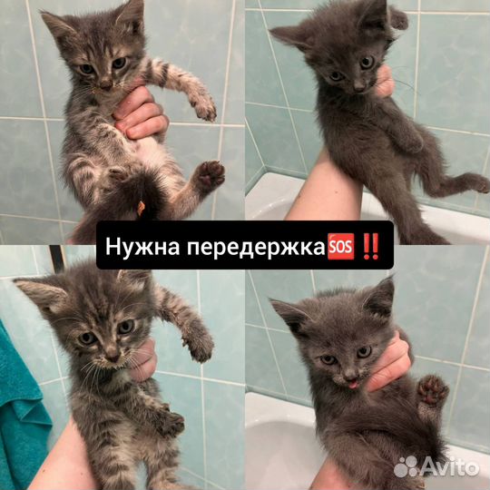 Выброшенным котятам нужны руки