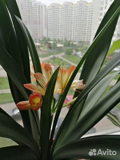 Продается кливия