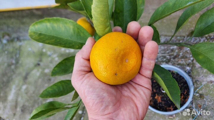 Цитрусовые деревья