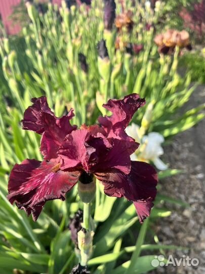 Ирисы бородатые