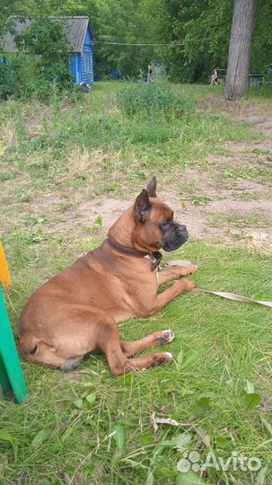 Немецкий боксёр вязка