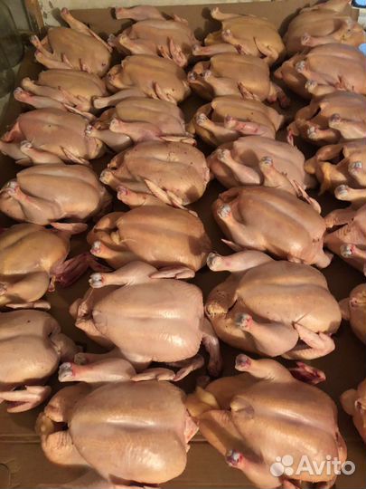 Куры бройлеры