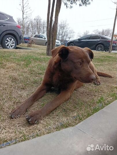 Шикарный кобель в добрые руки