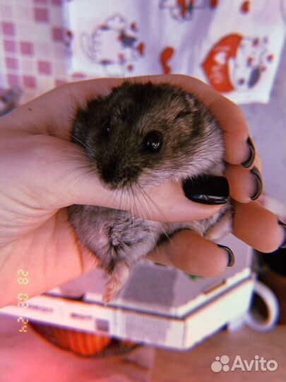 Джунгарский хомяк с клеткой бесплатно