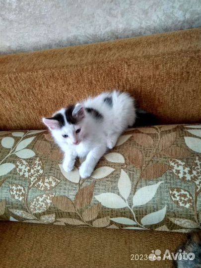 Отдам бесплатно