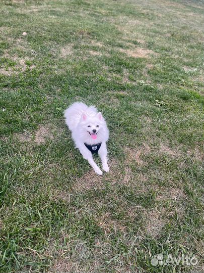 Вязка собак шпиц