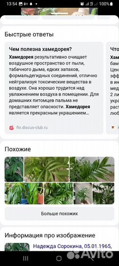 Пальма хамедорея