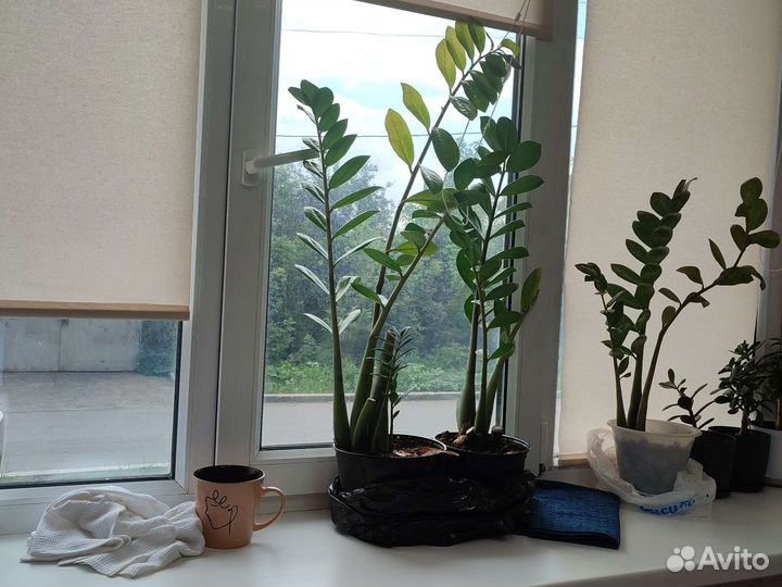 Замиокулькас