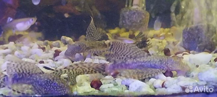 Креветки вишнёвые, Гуппи,Анциструсы стрекозы