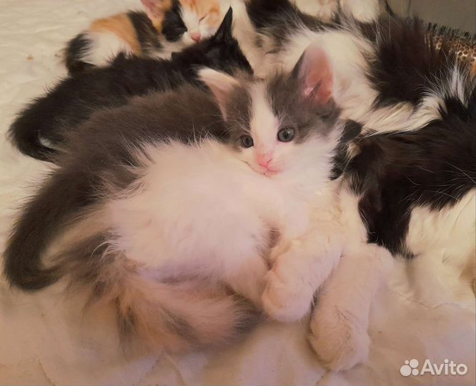 Милли Монро котенок (три цвета)