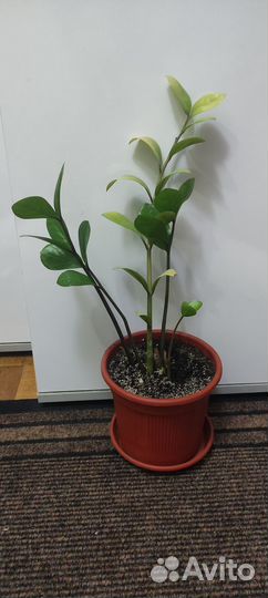 Замиокулькас