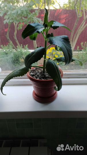 Каланхоэ лечебное