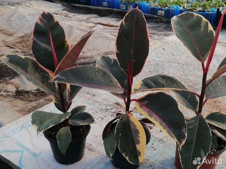 Фикус Тинеке