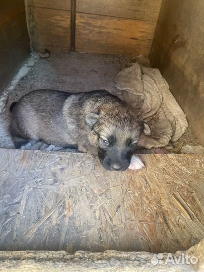 Щенок в добрые руки