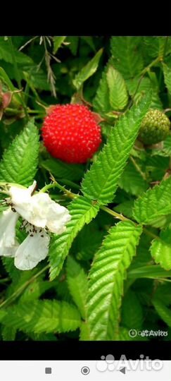 Тибетская малина