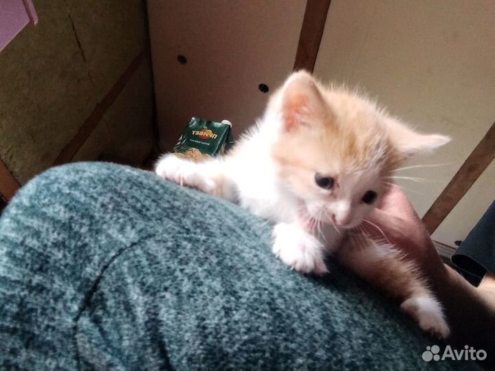 Котята бесплатно