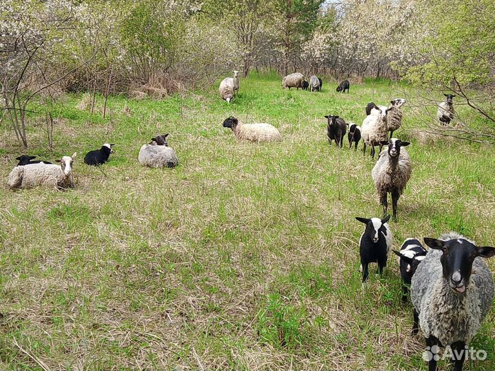 Овцы бараны ягнята