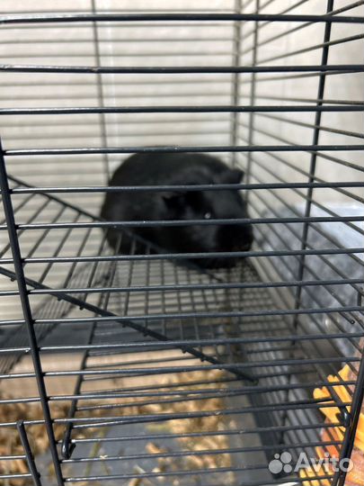 Морская свинка