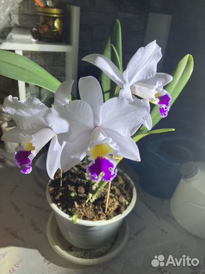 Орхидея каттлея