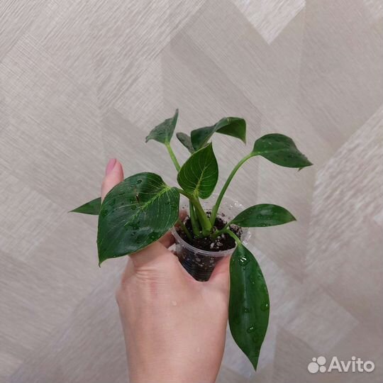 Филодендрон биркин