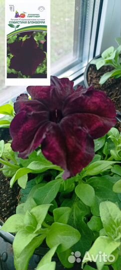 Петуния ампельная Опера, Тайдал