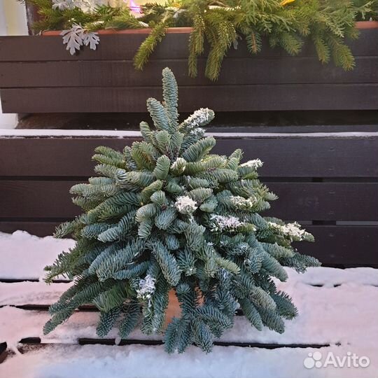 Елка новогодняя живая