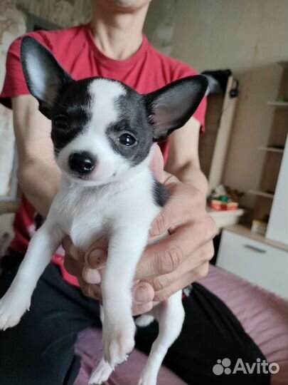 Щенки чихуахуа