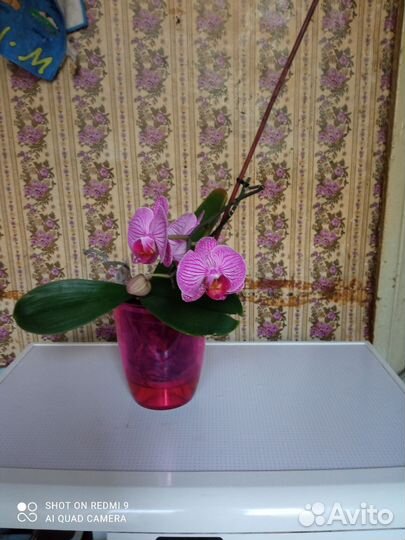 Орхидея фаленопсис