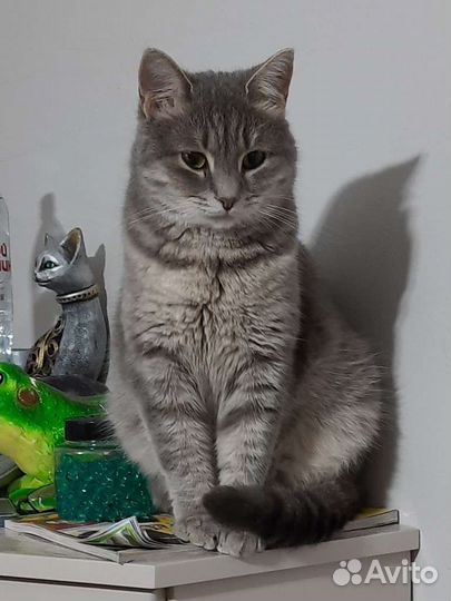 Кошка в дар