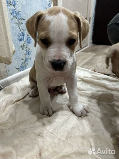 Собака стаффорд щенки