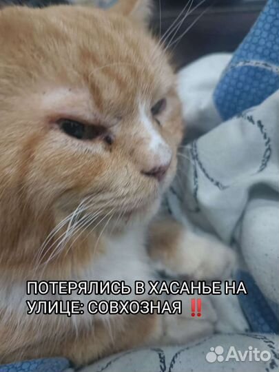 Кошка в дар