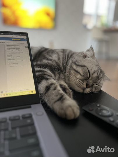 Шотландский кот для вязки и любви