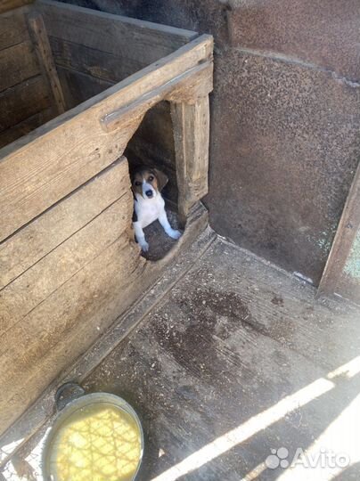 Щенки русской пегой гончей